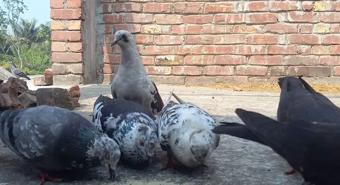 Components of the Pigeon's Immune System