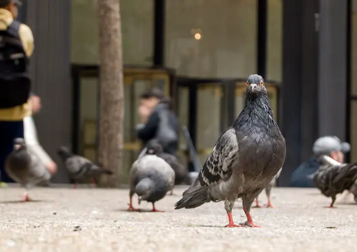 Controlling Pigeon Populations In Cities
