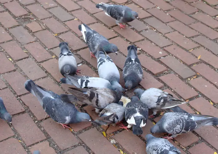 Diet Of City Pigeons