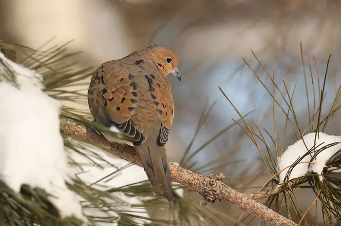 Different Variations of Mourning Dove Species