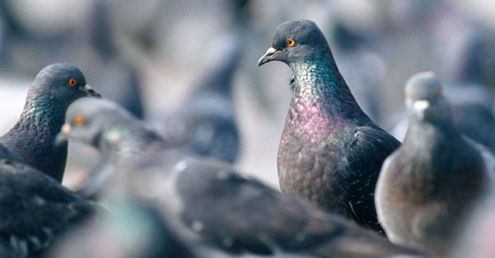 Disease Prevention Strategies for Pigeons