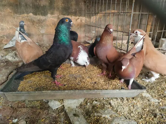 Domestication and Pigeon Breeding