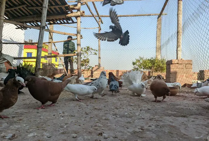 Domestication and Pigeon Breeding