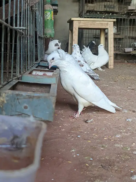 Dynamic Relationship Between White Pigeons and Humans