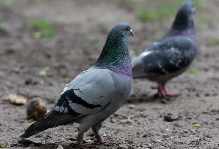 Factors Affecting the Pigeon's Immune System