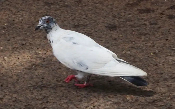 Habitat and Behavior of White Pigeons
