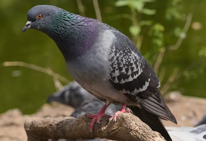 How do conservation initiatives help to maintain pigeon populations