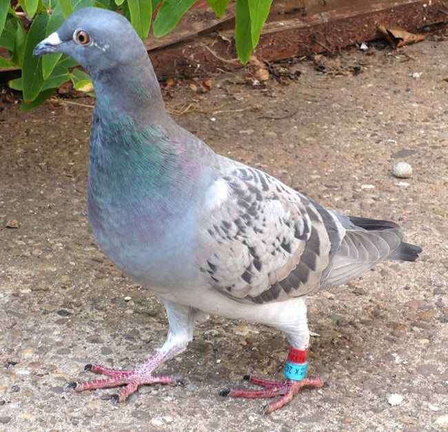 Importance Of Pigeons Visual Cues