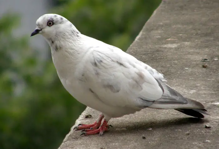 Interesting Facts About White Pigeons