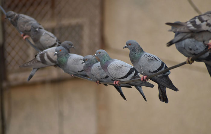 Manage City Pigeon Population