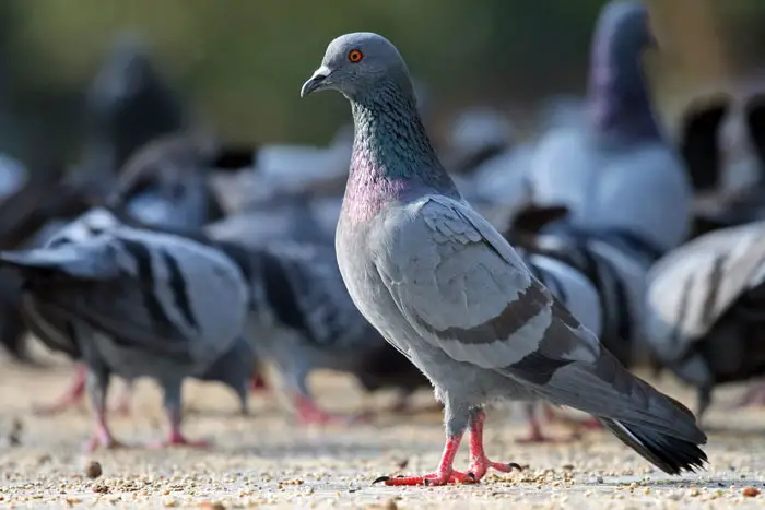 Managing Pigeon Populations In Cities