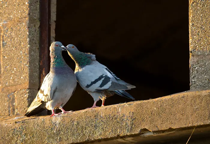 Mating Habits Of City Pigeons