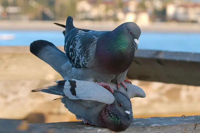 Mating Process Of Pigeons