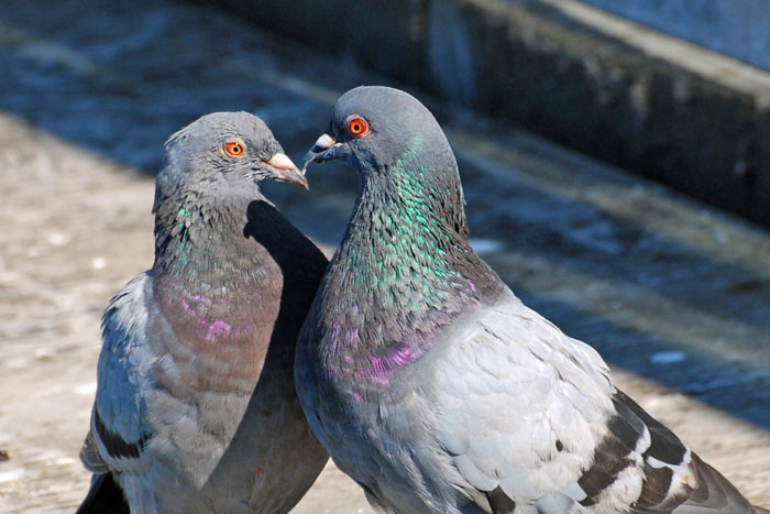 Methods Used To Manage City Pigeon Population