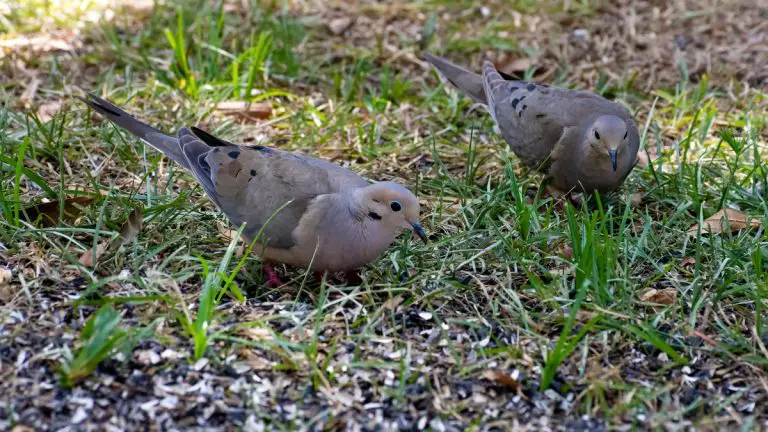 Mourning Doves 101: Physical Characteristics, Habitat, Behavior, and Relationship with Humans