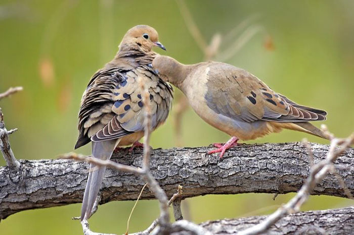 Mourning Doves Courtship Displays