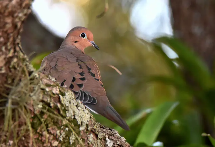 Mourning Doves Habitat