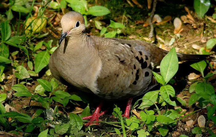 Mourning Doves Interesting Facts
