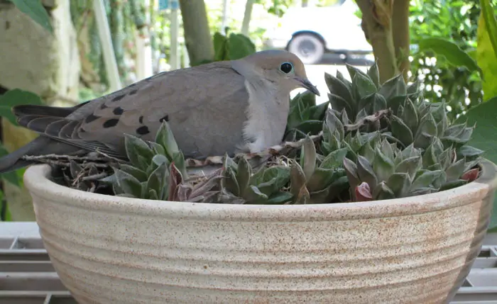 Mourning Doves Relationship with Humans