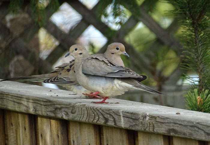 Mourning Doves Relationship with Other Bird Species