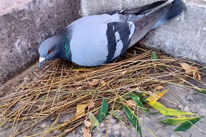 Nesting Habits Of Pigeons