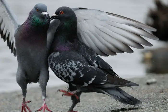 Pair bonding behavior of pigeons during courtship