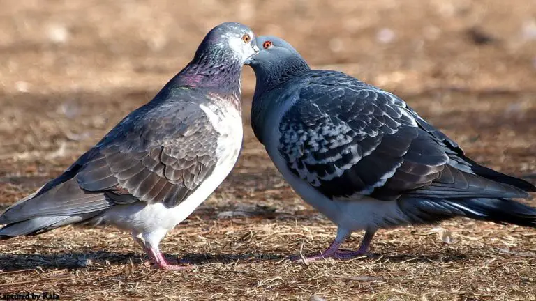 Pigeon Courtship: The Intricate Dance of Attraction