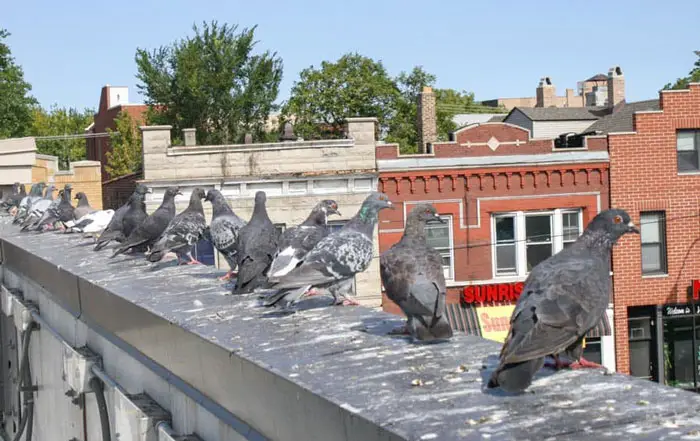 Pigeon Droppings All-Around