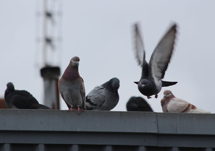 Pigeon Flight Performance