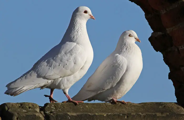Pigeon Pair Bonding