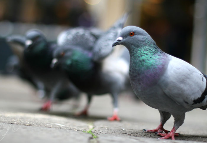 Pigeon Populations In Cities