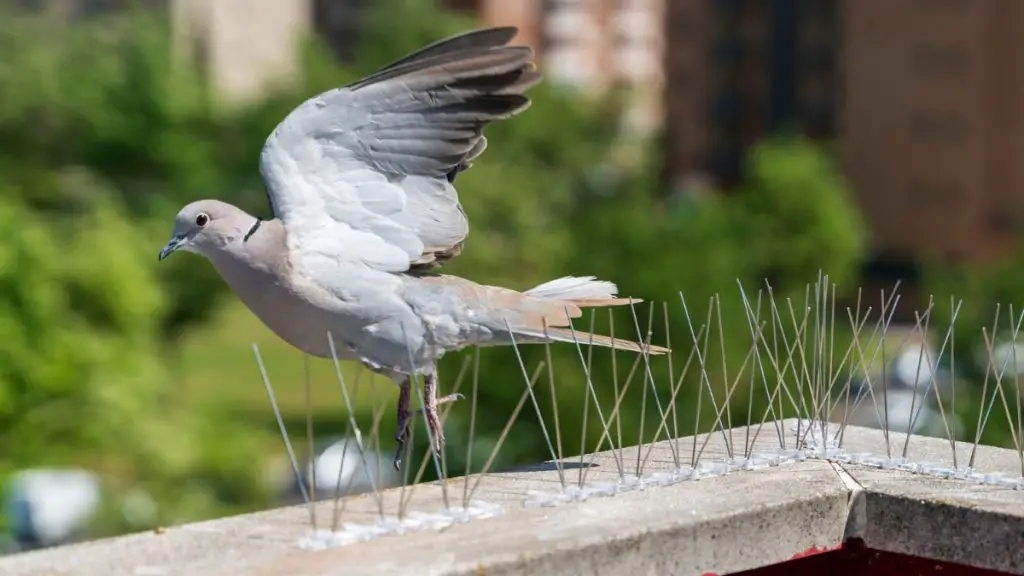 PigeonProofing Buildings Methods for Preventing Roosting and Nesting