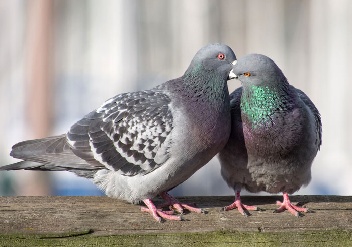 Pigeon Specific Visual Cues In Courtship