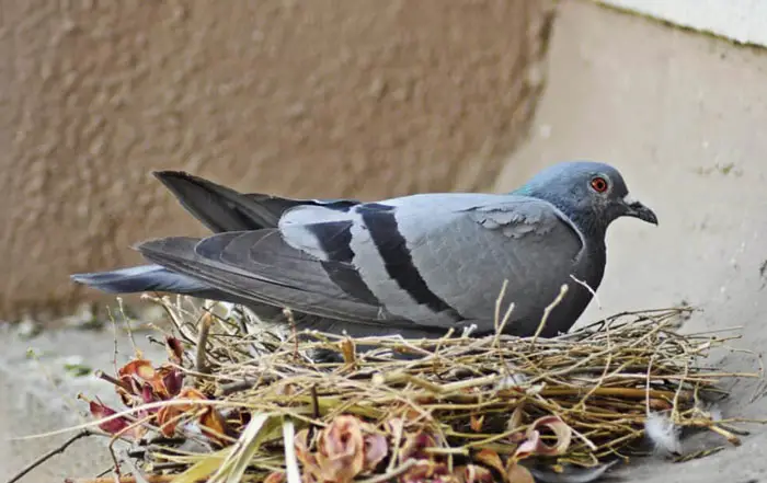 Pigeon nest in city