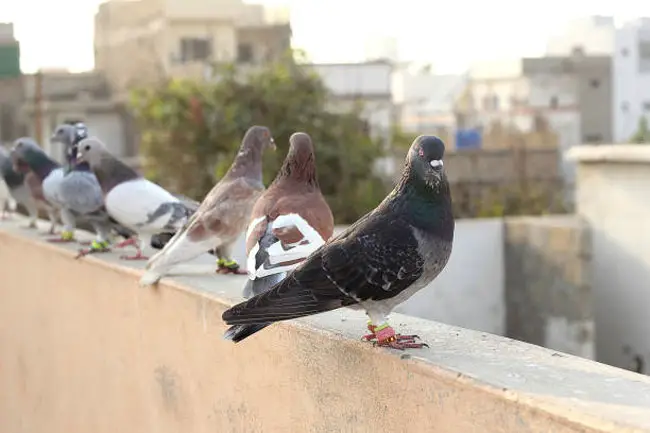 Pigeon nesting on a rooftop in the city