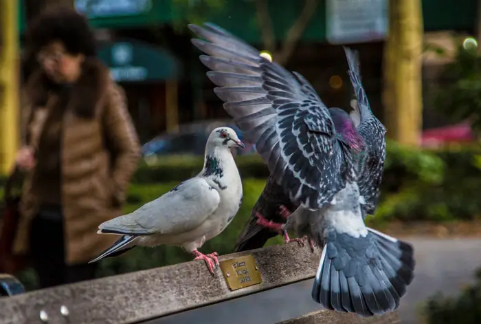 Pigeon using visual cues during mating behavior