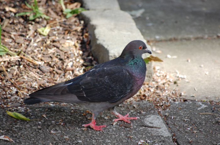 Pigeons Behavior In Urban Environments