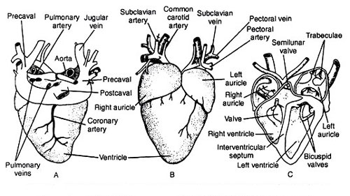 Pigeon's Cardiovascular System