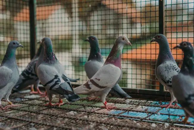 Pigeons Courtship Behavior