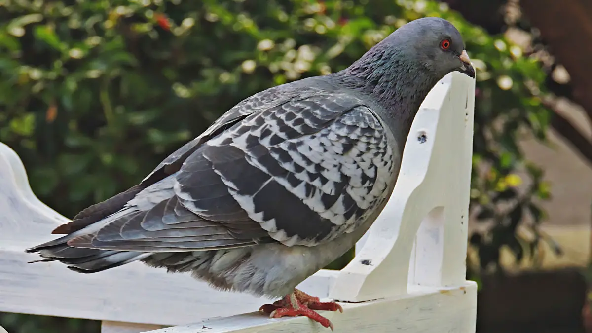 Pigeon's Digestive System