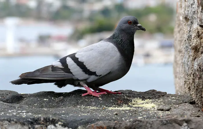 Pigeon's Immune System