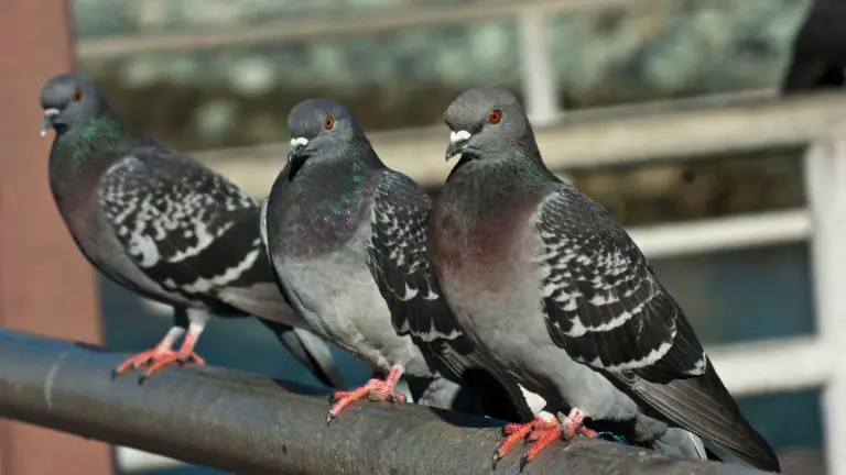 The Pigeon’s Immune System: How These Birds Defend Against Disease