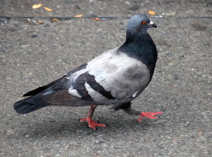 Pigeons In Cities