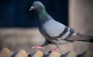 The Role Of Pigeons In The Urban Ecosystem: Benefits And Challenges Biology Diagrams
