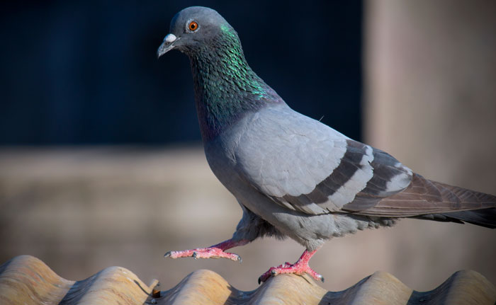 Pigeons In Cities