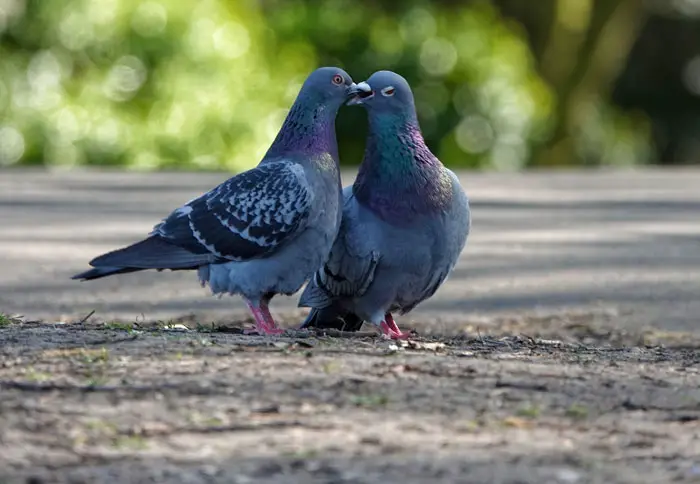 Pigeons Mate Selection