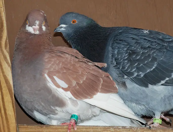 Pigeons Physical Interactions