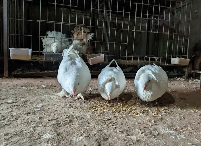 Pigeons Proper Nutrition