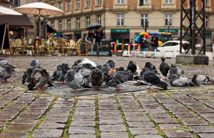 Pigeons Urban Environments