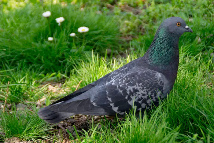 Pigeons in Historical Events